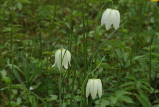 Fritillaria meleagris 'Alba'Wilde kievitsbloem bestellen